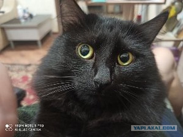 Котовторник 18.10.22