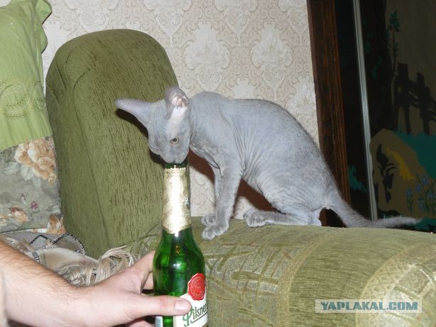 Ликбез по кошачьим породам.