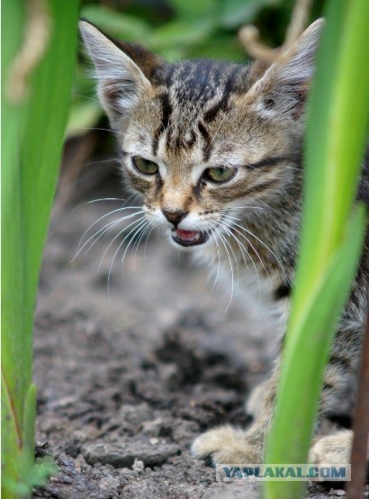 Котовторник 23.07.2013