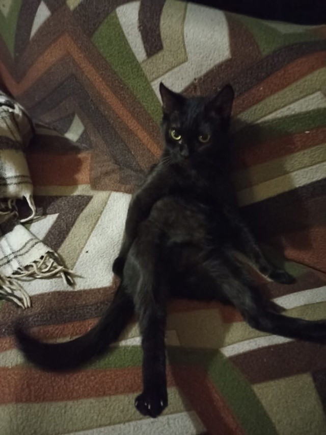 Котомодель
