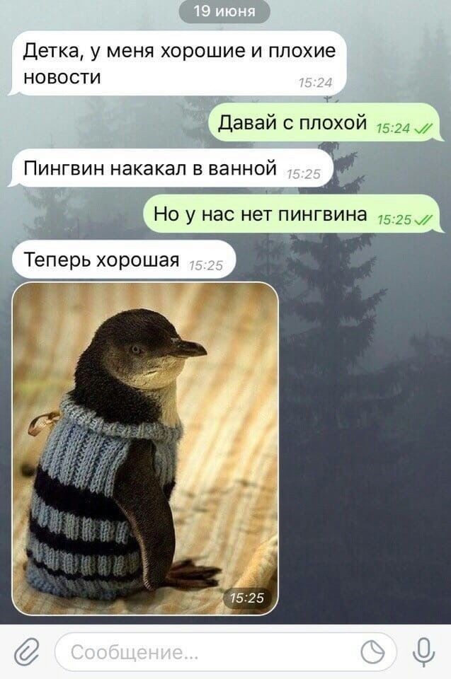 Пингвины - философы моей жизни