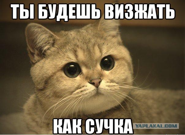 Схватка кота и собаки
