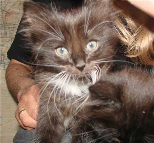 Котовторник  28.01.14