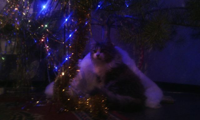 Котовторник