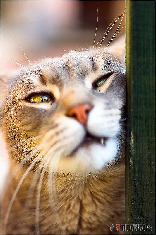 Коты, кошки, котята