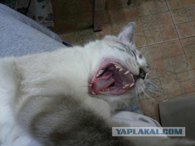 Котовторник  01.03.2016
