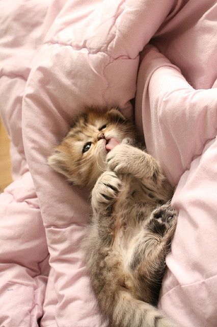 Коты из сети