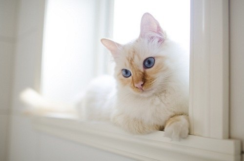 Коты из сети