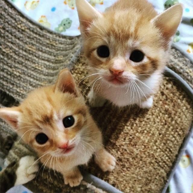 Коты из сети