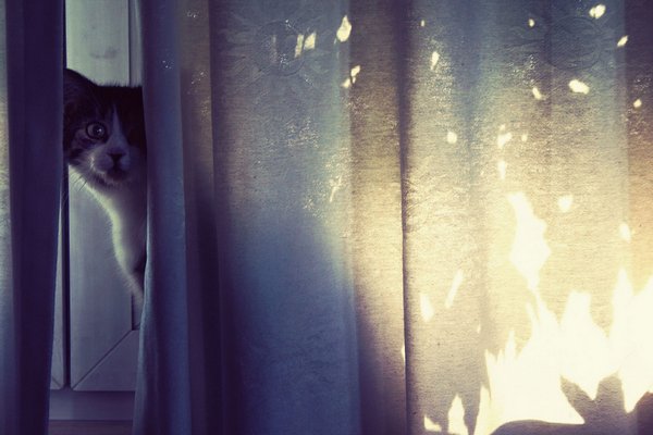 Коты и Кошки