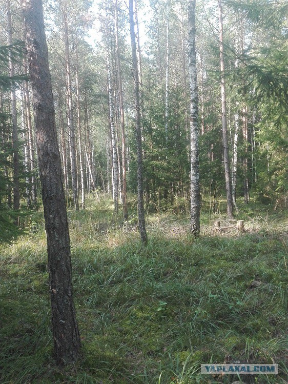 Караканский бор, тихая охота