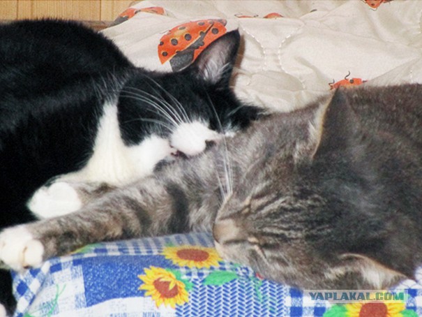 Котовторник  05.12.2017