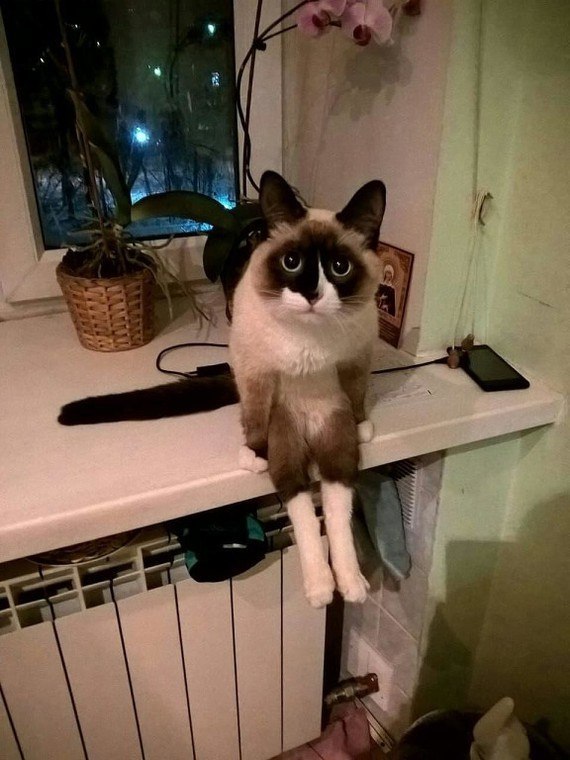 Прикольных котов пост