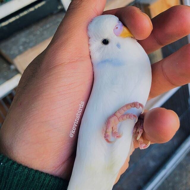 Живность из сети