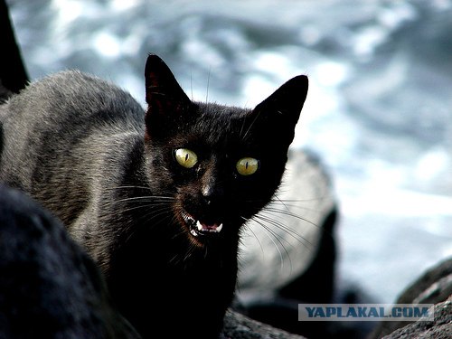 Кошак в шоке