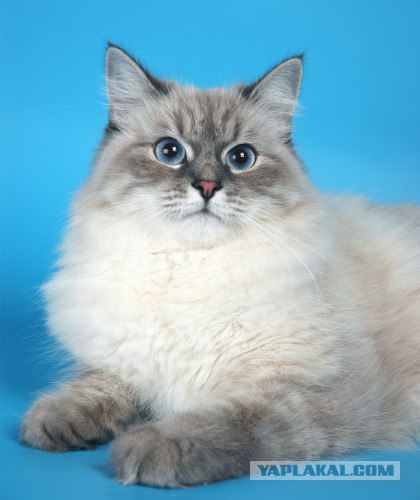 Котовторник на ЯПлакалъ