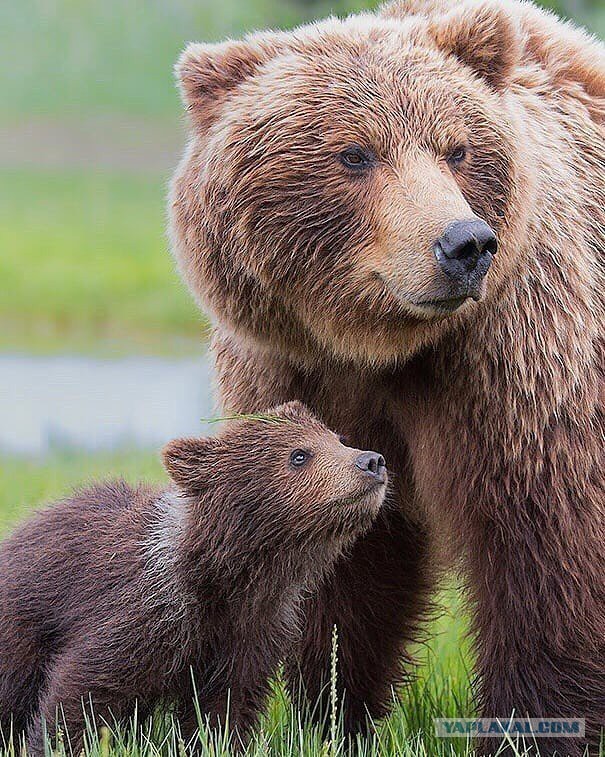 Немного милых жипегов