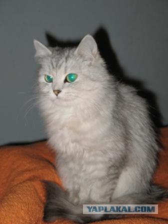 Котовторник 4.01.2011 - первый котовторник года
