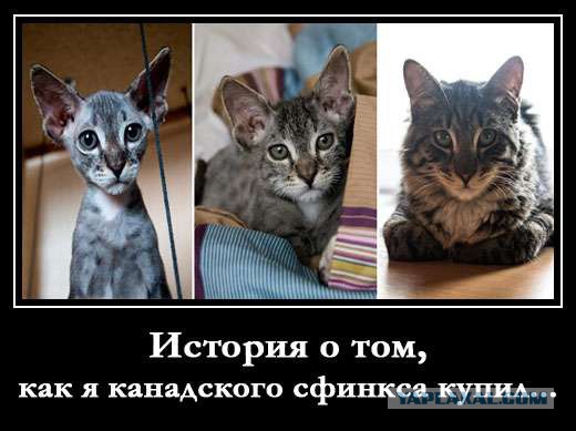 20+ (спорных) фактов о психологии и характере кошек, которыми поделился заводчик со стажем