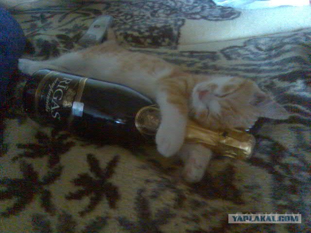 Котовторник
