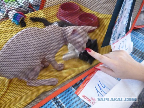 Сонный Котовторник