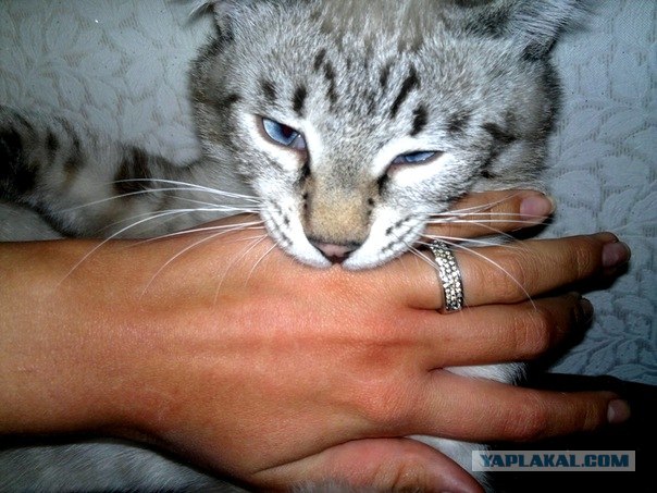 Котовторник (28.02.2012)