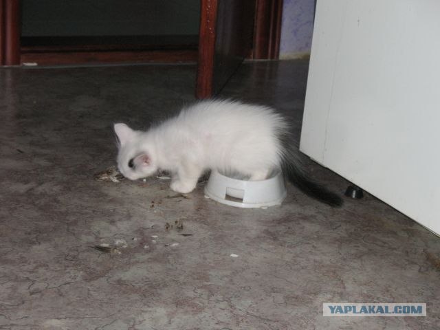 КОТОВТОРНИК (6.03.2012)
