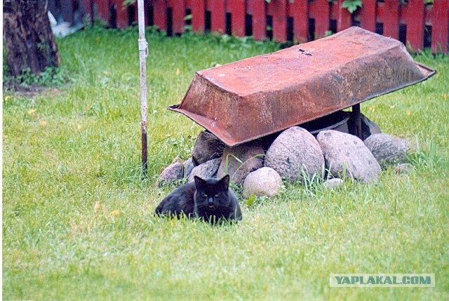 Котовторник   5.06.2012