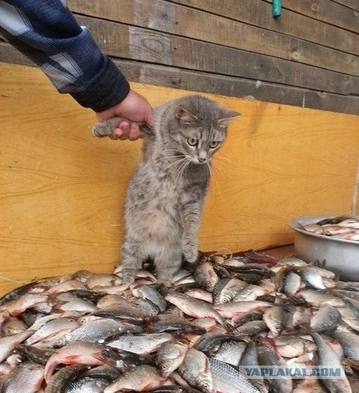 Котовторник на 26.06.12
