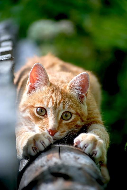Котовторник 07.08.2012