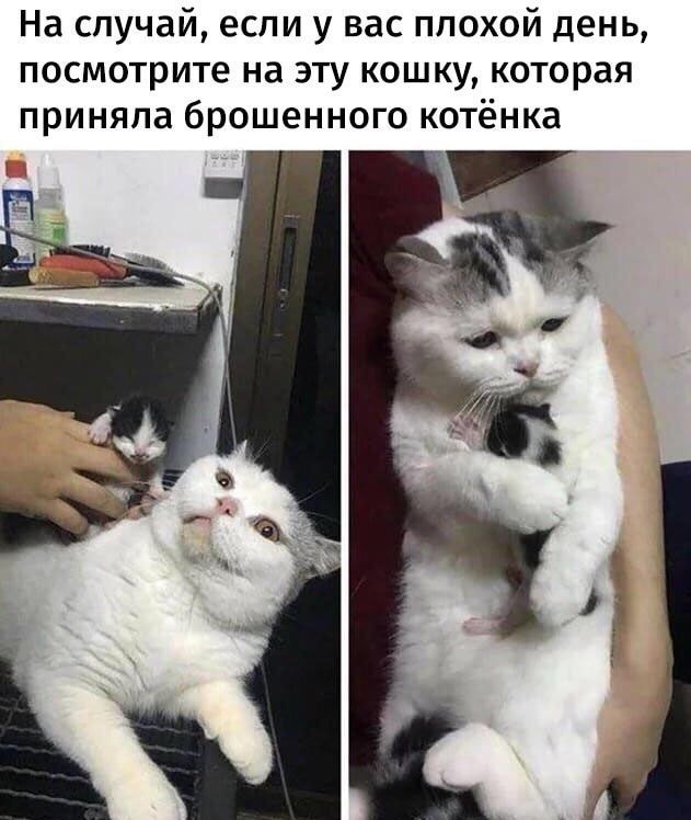 В завершение котовторника.