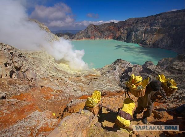 Они живут только 40 лет