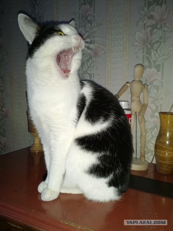 Ну блин, и так сёдня весь сонный хожу..