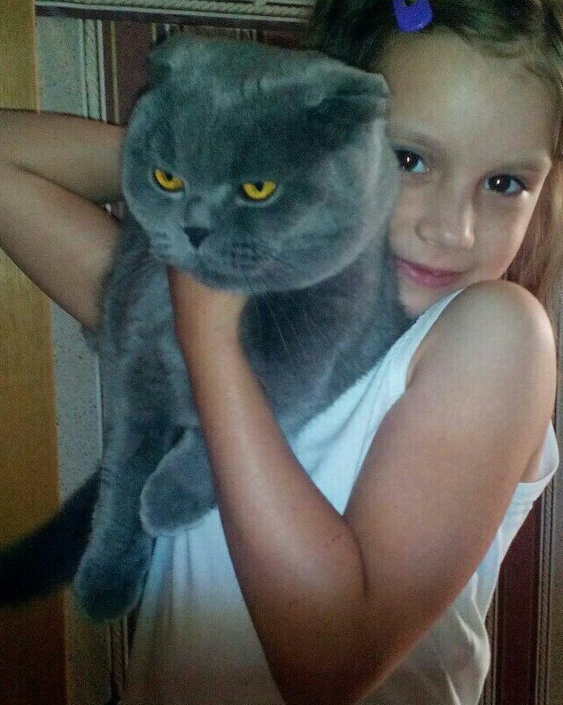 Снимки очень злых котов, которые всё равно остаются милашками