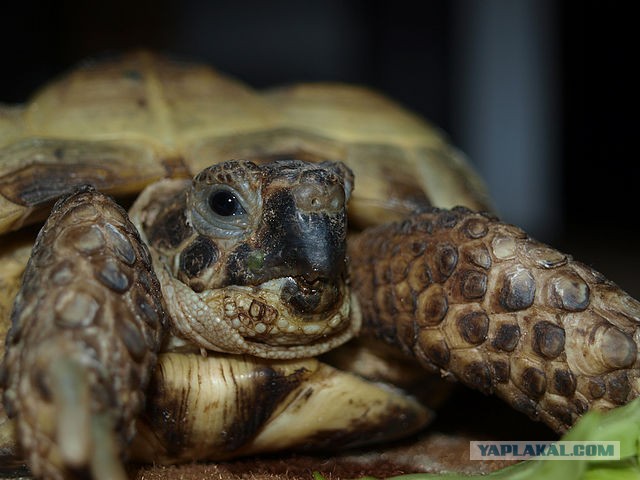Сходил за пивом, называется...