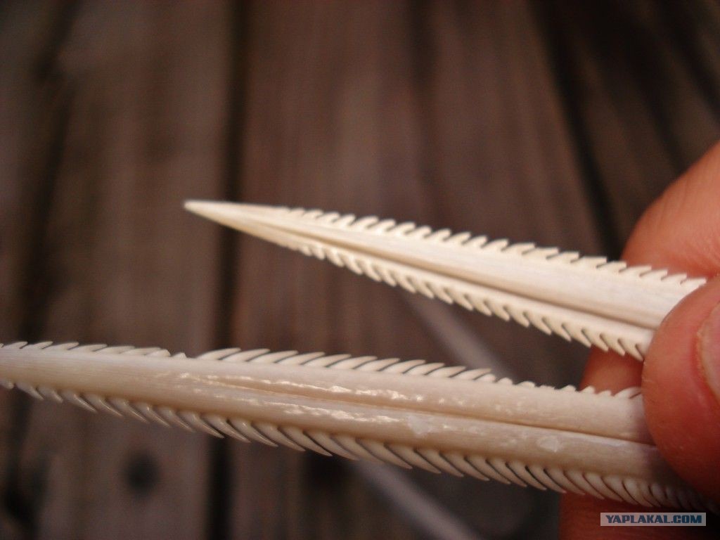 Жало ската. Обыкновенный скат-орляк. Жало ската. Скат хвостокол. Скат орляк хвостокол.