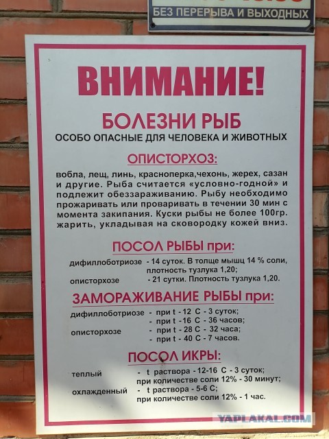 Солим рыбу