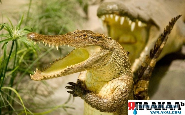 Суд восстановил на работе учителей,уволенных