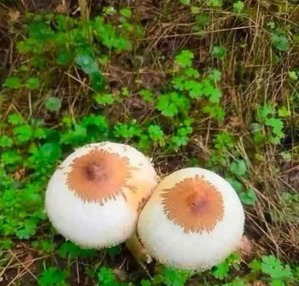 Забавные и не очень скромные картинки - 28