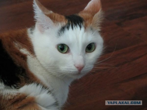 Котовторник 23.07.2013