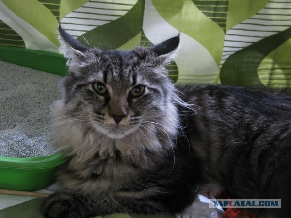 Котовторник  30.07.2013