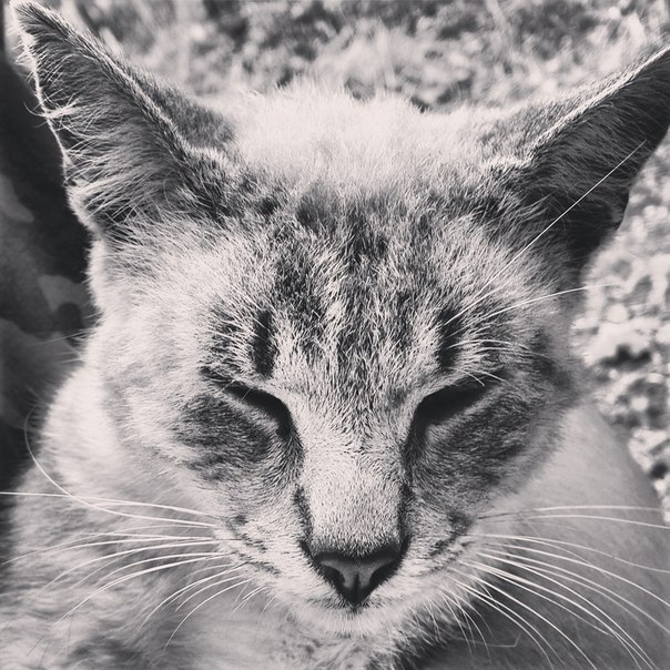 Котовторник 17.09.2013