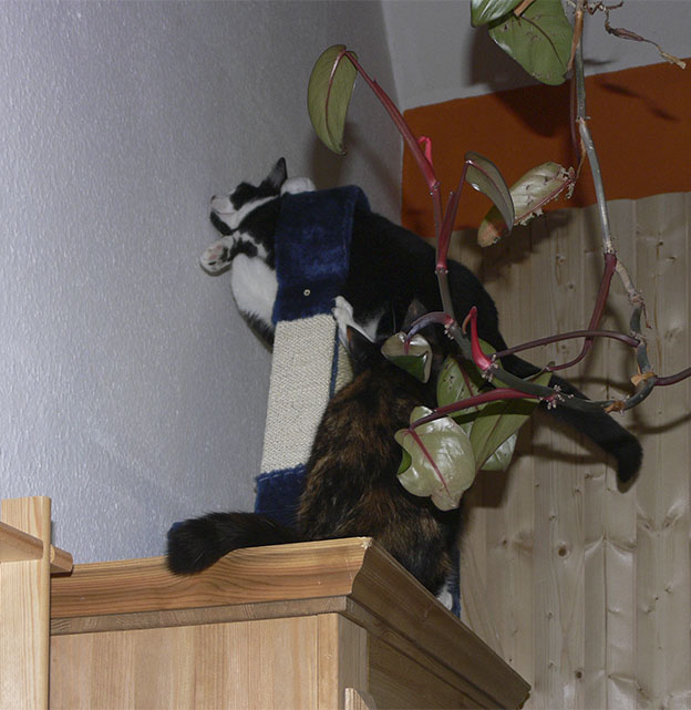 Кот в квадрате
