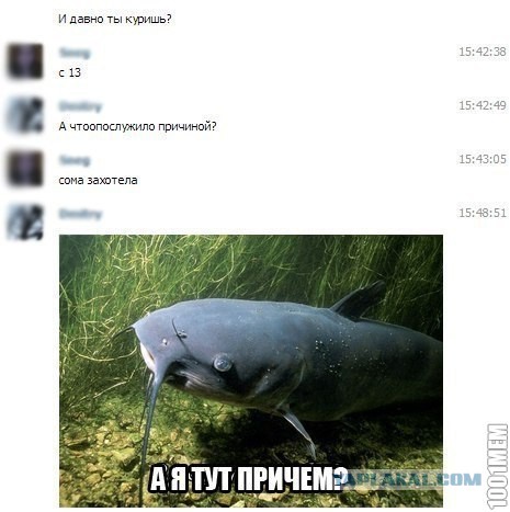 Смешные комментарии из социальных сетей