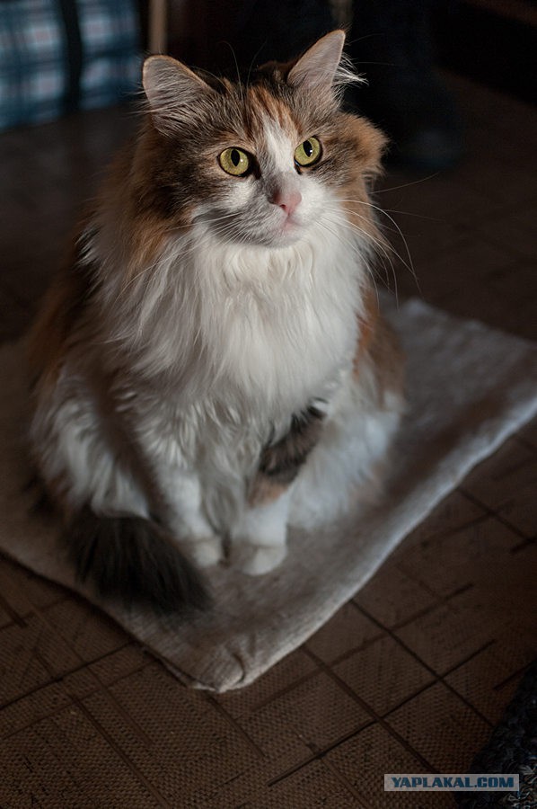 Котовторник  25.03.2014