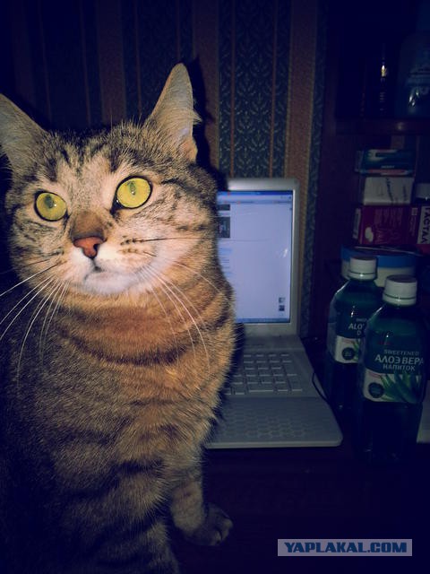 Котовторник 01.07.2014