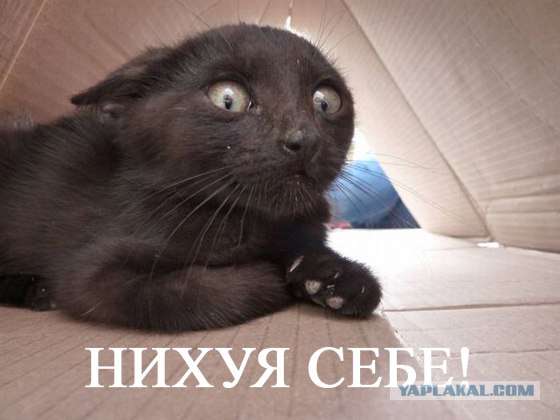 Котики vs Рожи