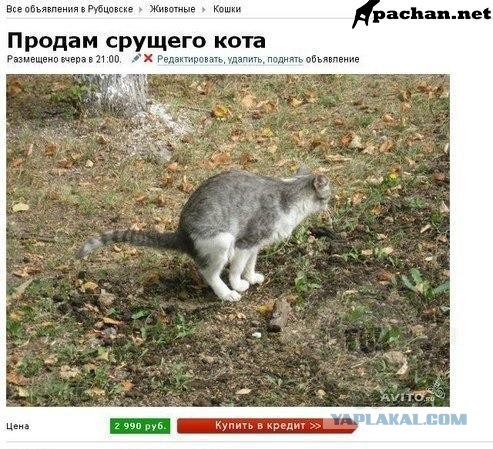 Нежданчик от котэ