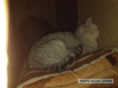 Вот такая кошечка..