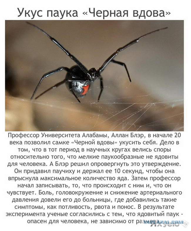 Черная вдова укус смерти. Паук чёрная вдова укус. Чёрная вдова паук размер укус.